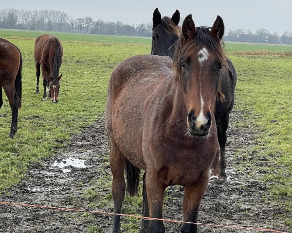 broodmare Olympia MB (Holsteiner, 2021, from Zuccero Hv)
