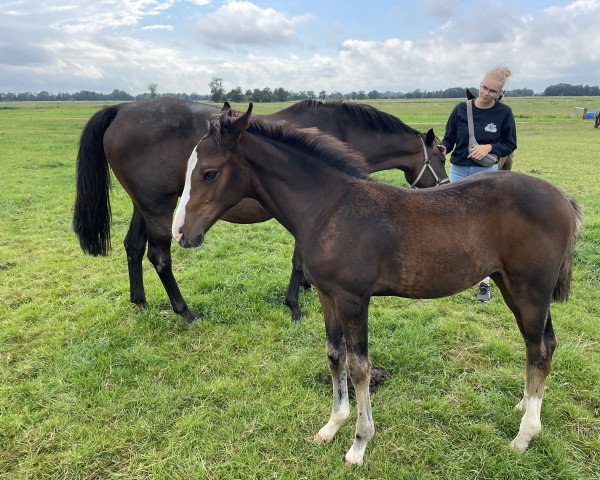 broodmare Princess MB (Holsteiner, 2022, from Zuccero Hv)