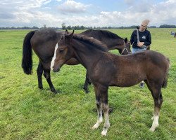 broodmare Princess MB (Holsteiner, 2022, from Zuccero Hv)