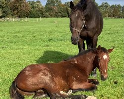 horse Knight Rider MB (Holsteiner, 2023, from Khatou-S 207 FIN)