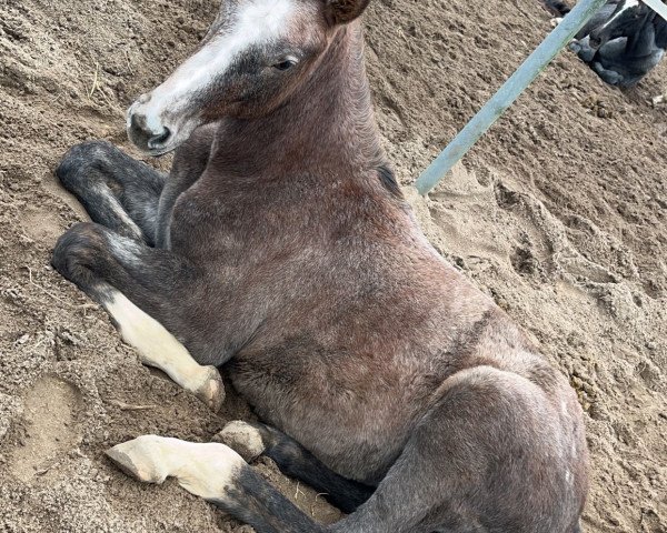 horse Stute von Keaton / Cyper Space (Holsteiner, 2023, from Keaton HV)