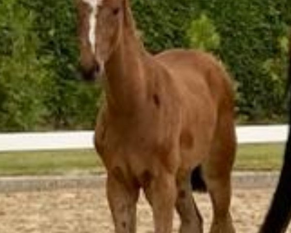 horse Stute von So Perfect / Ibisco xx (Holsteiner, 2023, from So Perfect)