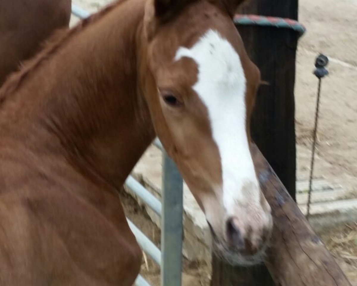 Cheval de saut Colorino Mb (Holsteiner, 2015, de Casaltino)