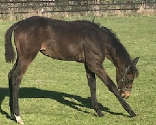 horse Summer Vibes (Westphalian, 2022, from Sir Heinrich OLD)