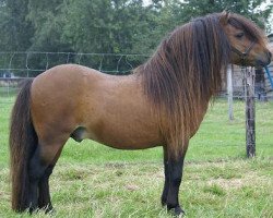 stallion Leandro van Stal Brammelo (Shetland Pony, 1996, from Goldwin van Wegdam)