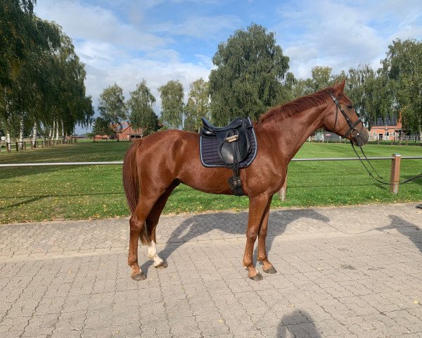 horse Fedder (Westphalian, 2020, from First Deal)