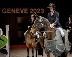 broodmare Visconti du Telman (Selle Français, 2009, from Toulon)