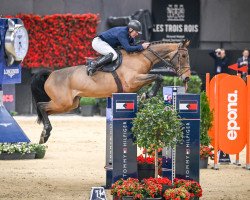 broodmare Ever de Turan (Selle Français, 2014, from Kannan)
