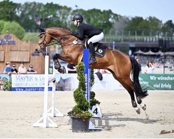 Springpferd Carriano (KWPN (Niederländisches Warmblut), 2007, von Carthino Z)