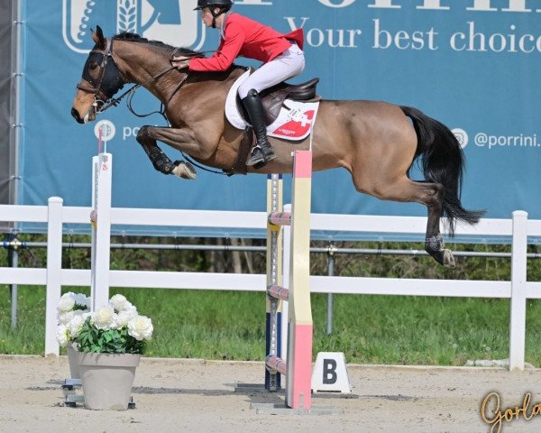Springpferd Candy Von Hof (Schweizer Warmblut, 2011, von HRH Colombardo)