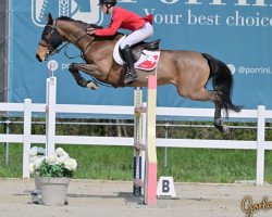 jumper Candy Von Hof (Swiss Warmblood, 2011, from HRH Colombardo)