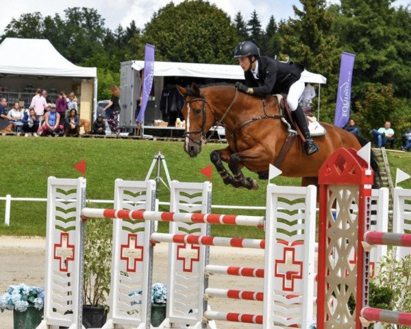 jumper Ekimov (KWPN (Royal Dutch Sporthorse), 2009, from Ustinov)