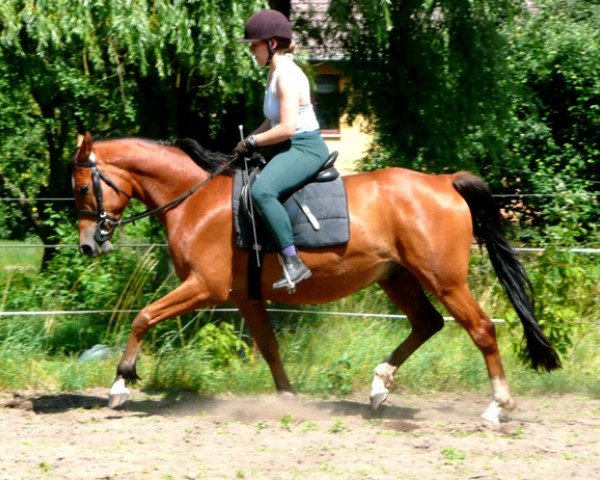 dressage horse Horus 12 (Trakehner, 2005, from Le Tigre AA)