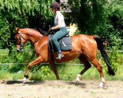 Dressurpferd Horus 12 (Trakehner, 2005, von Le Tigre AA)
