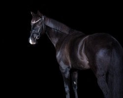 dressage horse Duke 367 (Oldenburg, 2018, from Desperado)