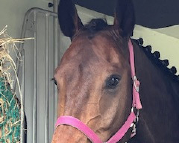 eventing horse Archie CC (Hanoverian, 2019, from Alaba 2)