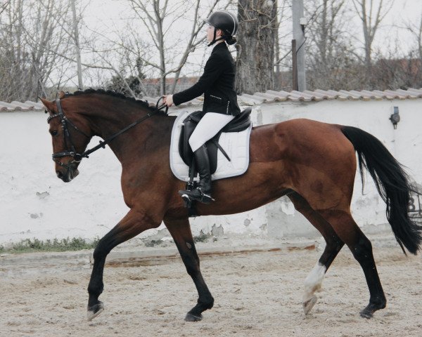 Zuchtstute Gladys 88 (Deutsches Sportpferd, 2006, von Graf Top)