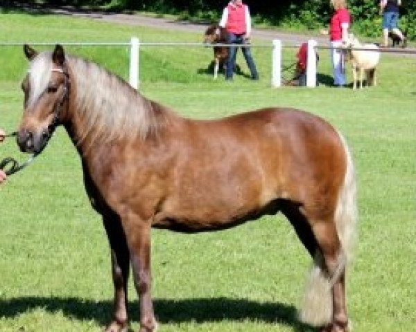 horse Jeff v. Clus (German Classic Pony, 2006, from Jo-Jo's Gold von Clus) horse Jeff v. Clus (German Classic Pony, 2006, from Jo-Jo's Gold von Clus)
