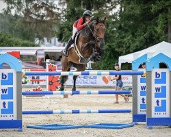 jumper Henzo des Montats (Belgian Warmblood, 2013, from Vagabond de la Pomme)