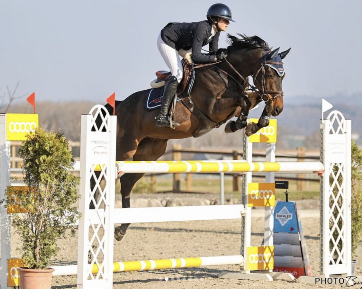 Springpferd Quickys (Sella Italiano, 2009, von Diamant de Semilly)