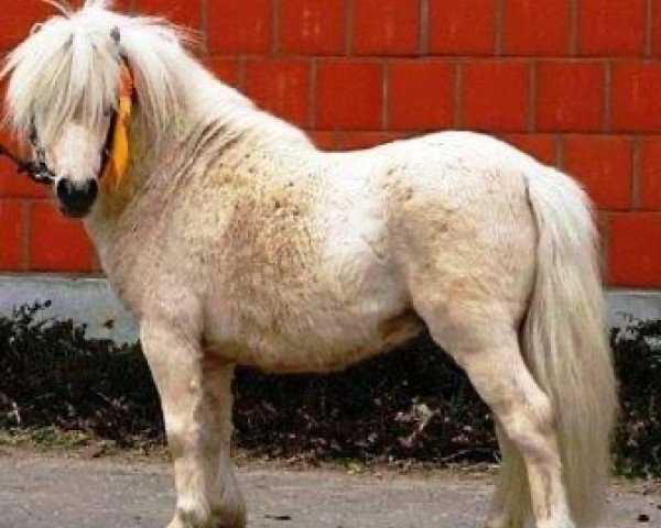 stallion Gregor (Shetland Pony, 2013, from THB Sankthans Gulliwer) stallion Gregor (Shetland Pony, 2013, from THB Sankthans Gulliwer)