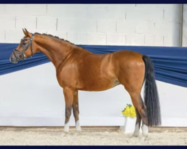 Springpferd Ponymims Vier Gewinnt (Deutsches Reitpony, 2019, von Vom Feinsten)