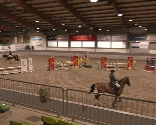 Reitturnier AZL Luhmühlen 2024