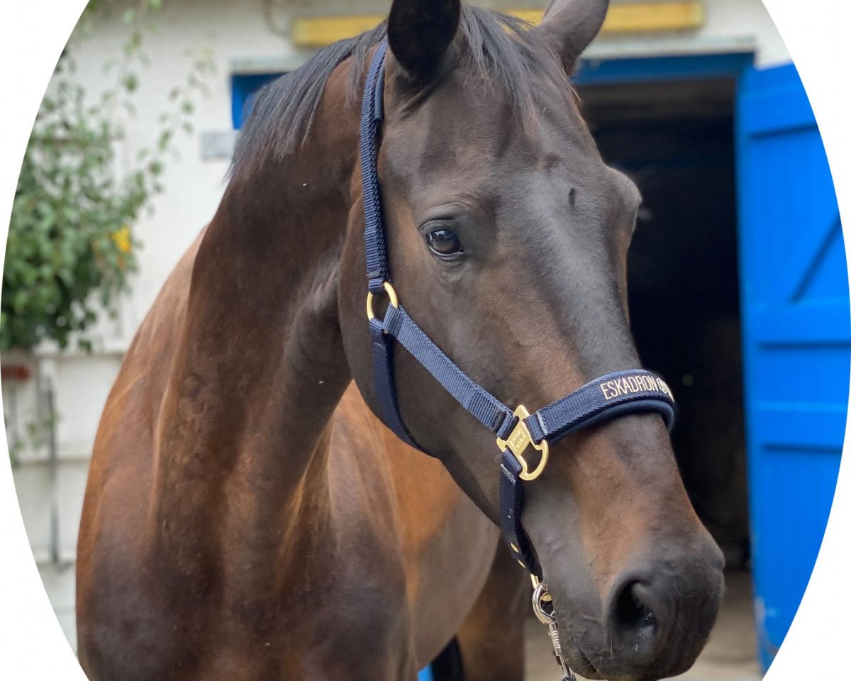 jumper Rock it for me (Westphalian, 2016, from Rock Forever NRW)