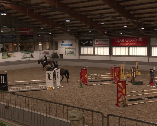Reitturnier AZL Luhmühlen 2024