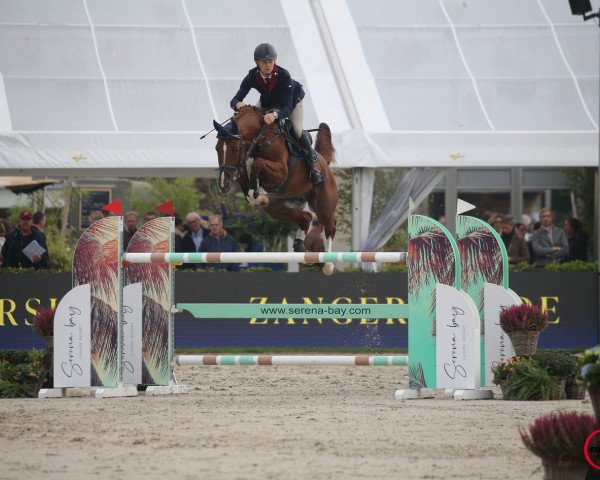Deckhengst CRYPTON COMME IL FAUT (Kroatisches Warmblut, 2015, von Comme il Faut)