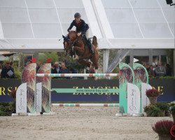 Deckhengst CRYPTON COMME IL FAUT (Kroatisches Warmblut, 2015, von Comme il Faut)