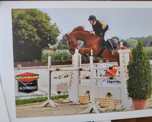 jumper Quilimbo van Orshof (Belgian Warmblood, 2016, from Hampshire VDL)