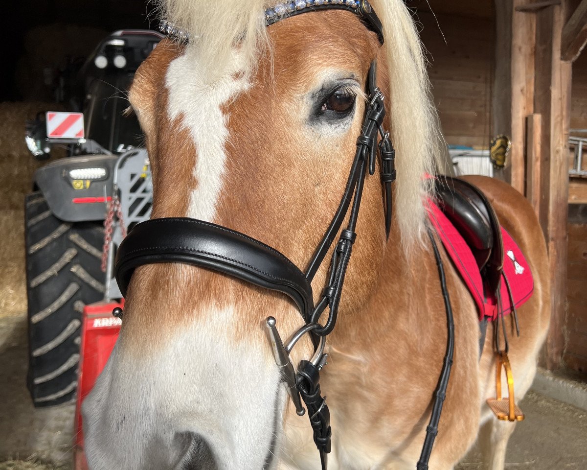 Horse Wolkentänzer-R (Haflinger, 2011, from Wintersturm)