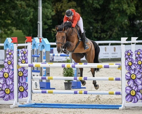 jumper Alinca de Etang (Selle Français, 2010, from Grenat de Grez)