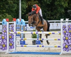 jumper Alinca de Etang (Selle Français, 2010, from Grenat de Grez)