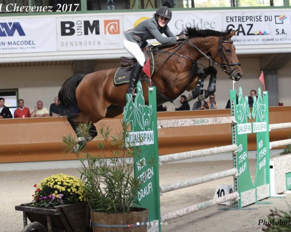Springpferd Quinta D'Auge (Selle Français, 2004, von Quick Star)