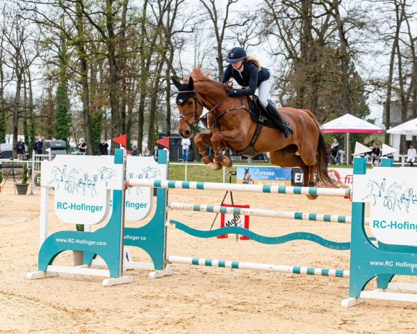jumper Blue Balou (Oldenburg show jumper, 2013, from Billy King)