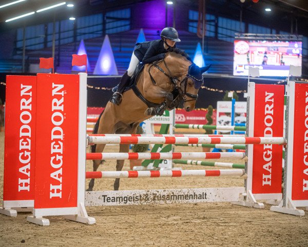 jumper London 70 (Bulgarian Warmblood, 2013, from Luksemburg)
