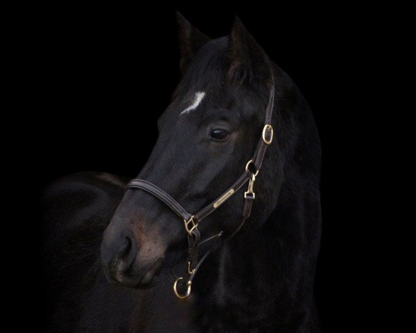horse Mortensen (Oldenburg, 2020, from Maracana)