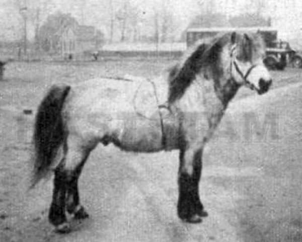 Deckhengst Magnus of Longhaugh (Shetland Pony, , von Gluss Norseman) Deckhengst Magnus of Longhaugh (Shetland Pony, , von Gluss Norseman)