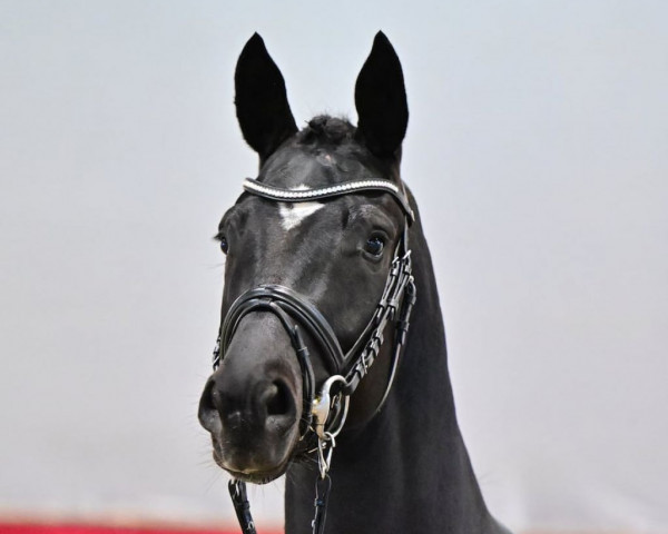 Deckhengst Dynamic Lover (Oldenburger, 2021, von Dynamic Dream)