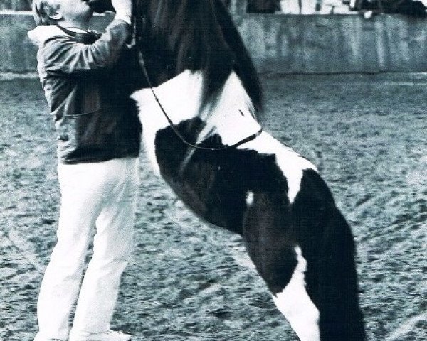 stallion Vedor Opden Berg (Shetland Pony, 1983, from Narco v.d. Uitweg)