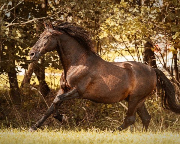 horse Jabato TH (Pura Raza Espanola (PRE), 2004, from Espartaco XIII)
