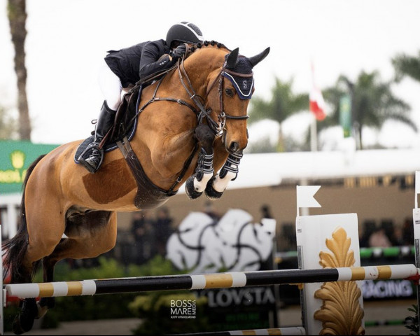 jumper Clemens 72 (Oldenburg show jumper, 2014, from Chacco-Blue)