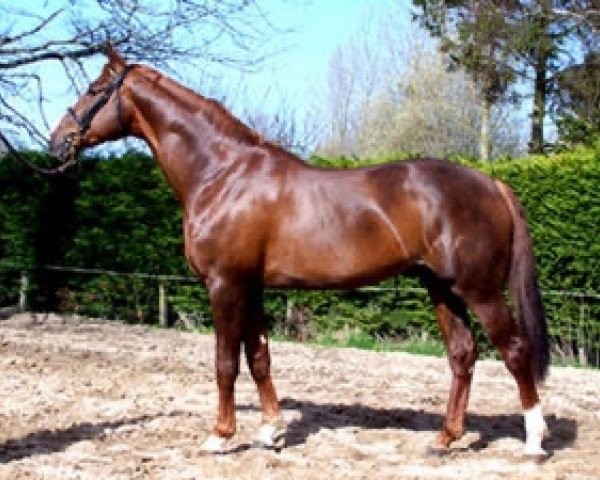 stallion Reagann Sunheup (Selle Français, 2005, from Karamel de Lauture)