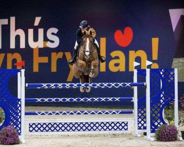 broodmare Jokina (KWPN (Royal Dutch Sporthorse), 2014, from Chaqui Z)