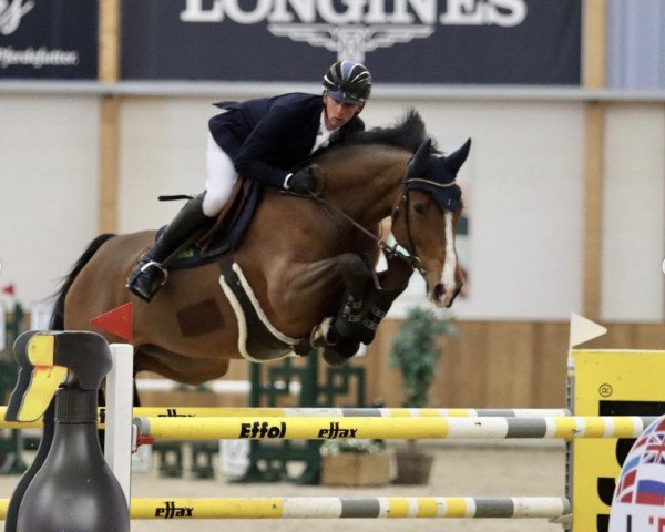 jumper Elli 162 (Oldenburg, 2014, from Eldorado van de Zeshoek)