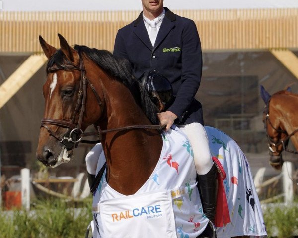 stallion Quiwitino Wz (Holsteiner, 2012, from Quiwi Dream)
