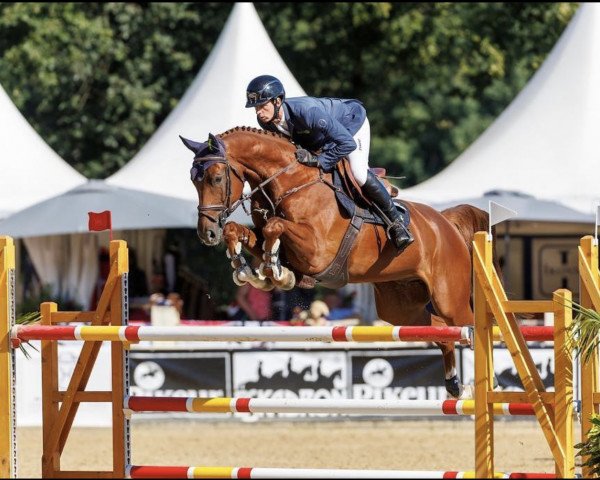 jumper Cornetino Wz (Oldenburg show jumper, 2017, from Cornet du Lys)