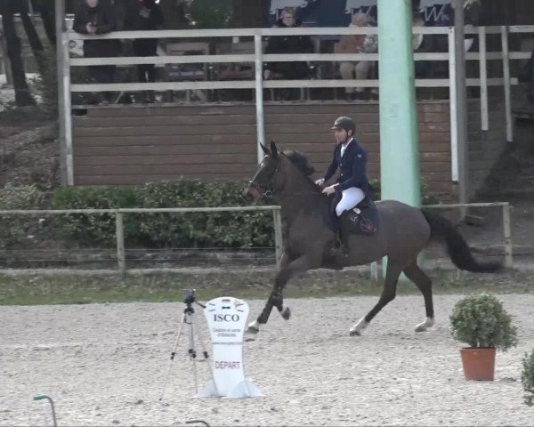 jumper Halloa D'Eskame (Selle Français, 2017, from Cash du Plessis)